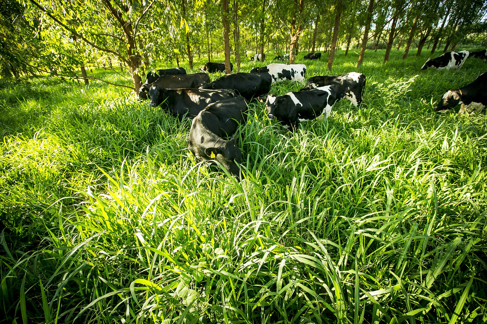 How Smart Farming Is Helping Brazil Feed The World Brazilian Farmers