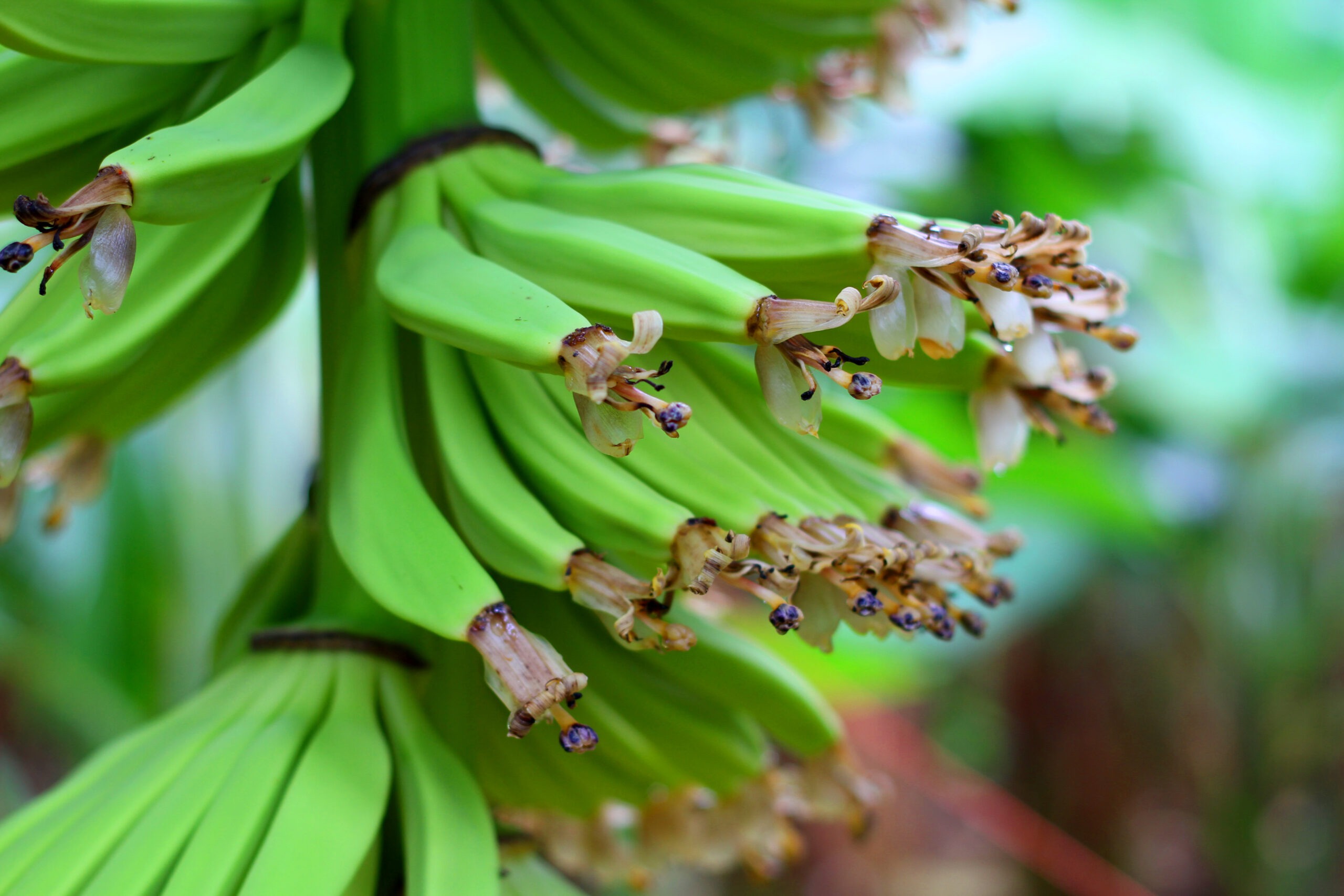 Brazil-Based Hairstylist Josué de Castro is Using Banana Leaves to