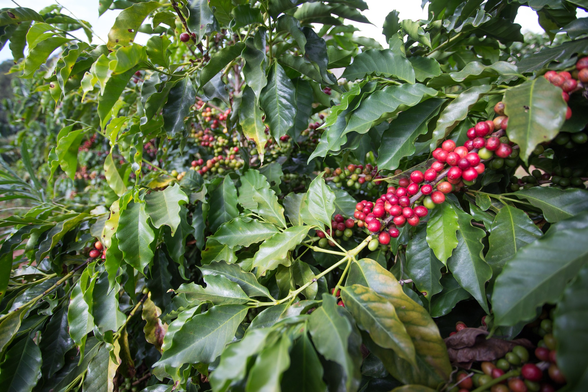 Coffee | Brazilian Farmers