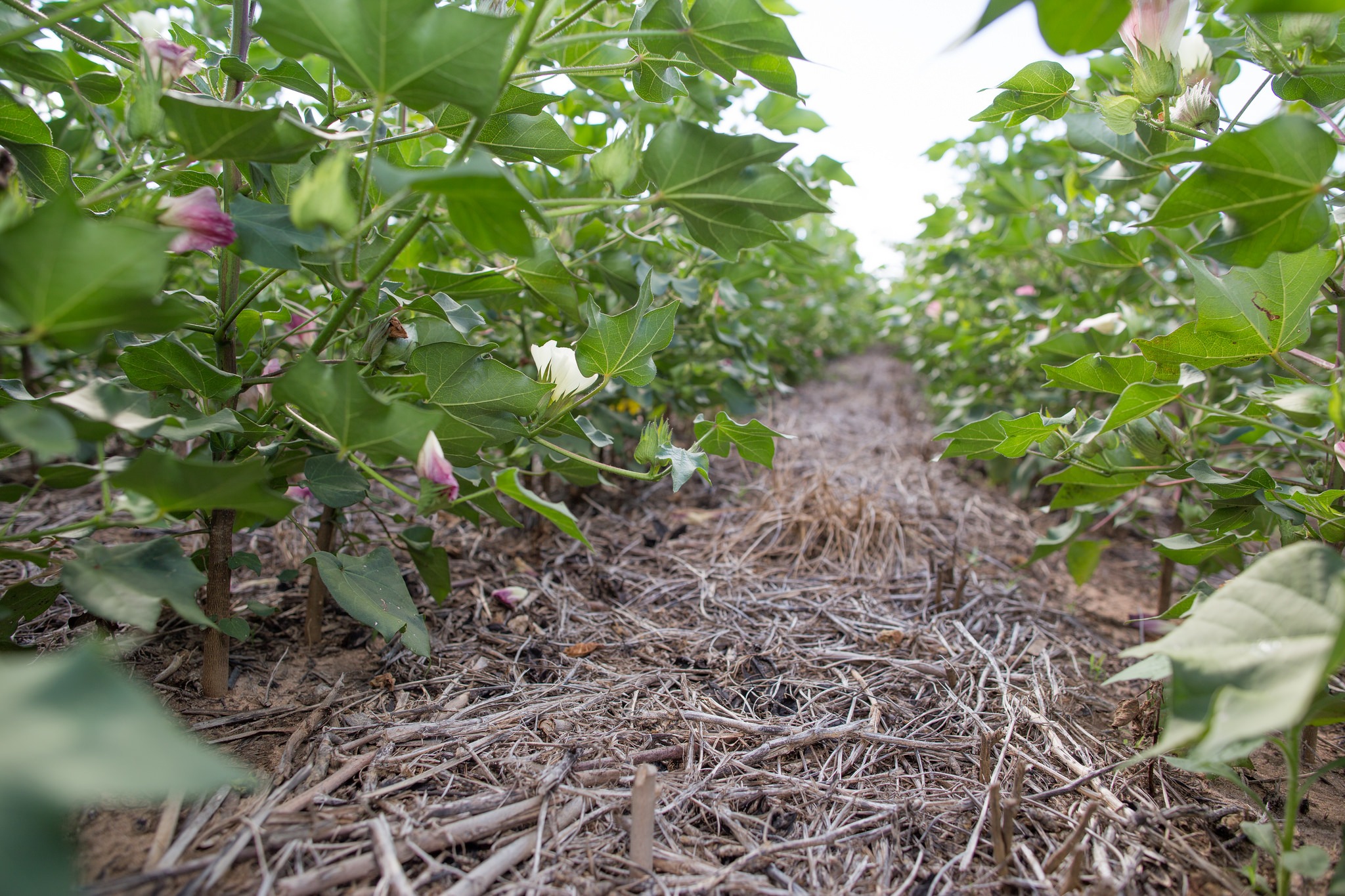 No-till agriculture in Brazil