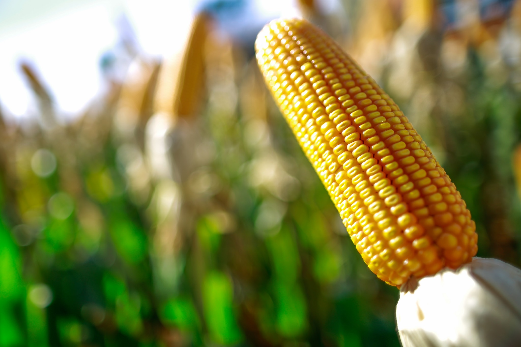 Grains Brazilian Farmers