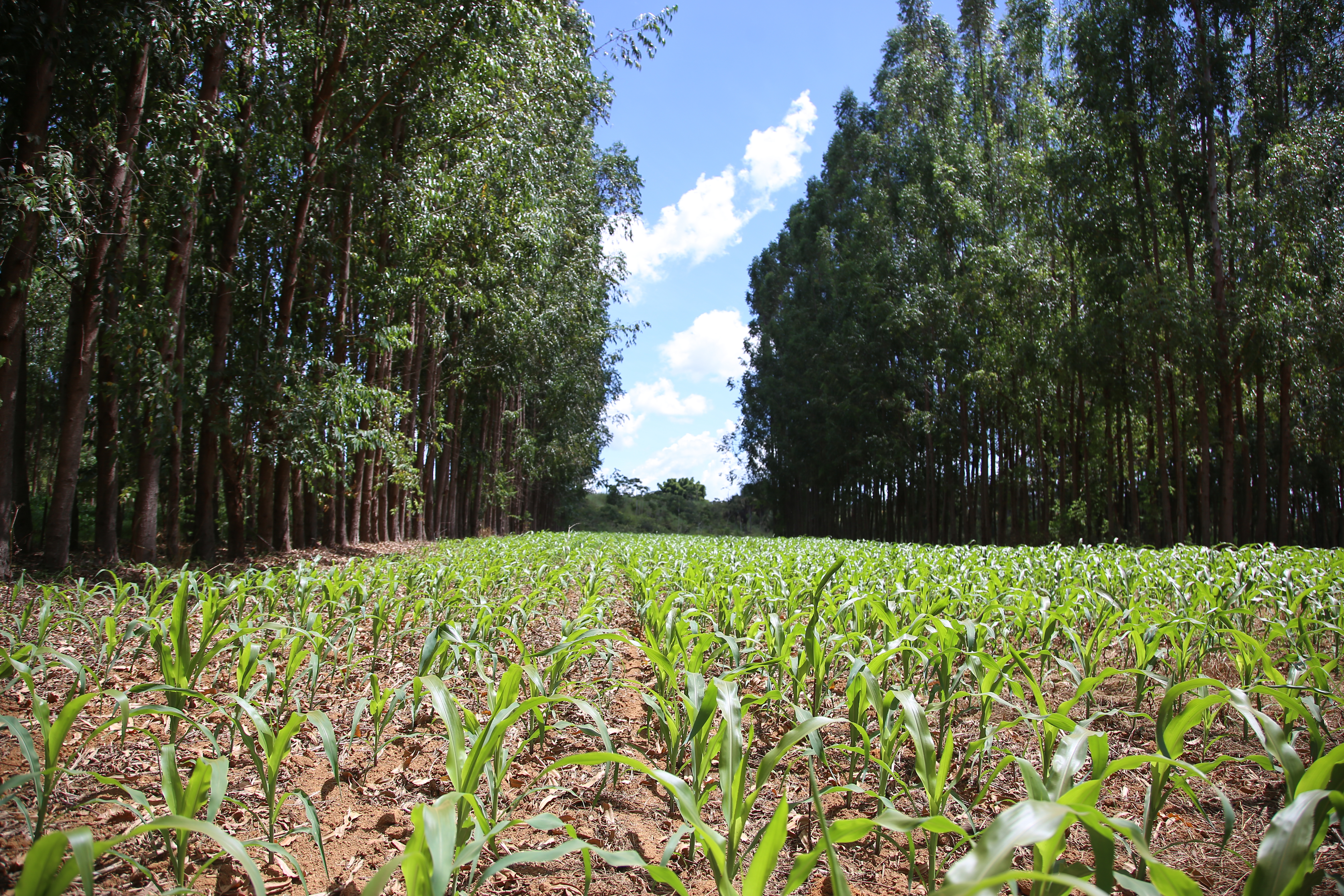 Sustainable farming in Brazil