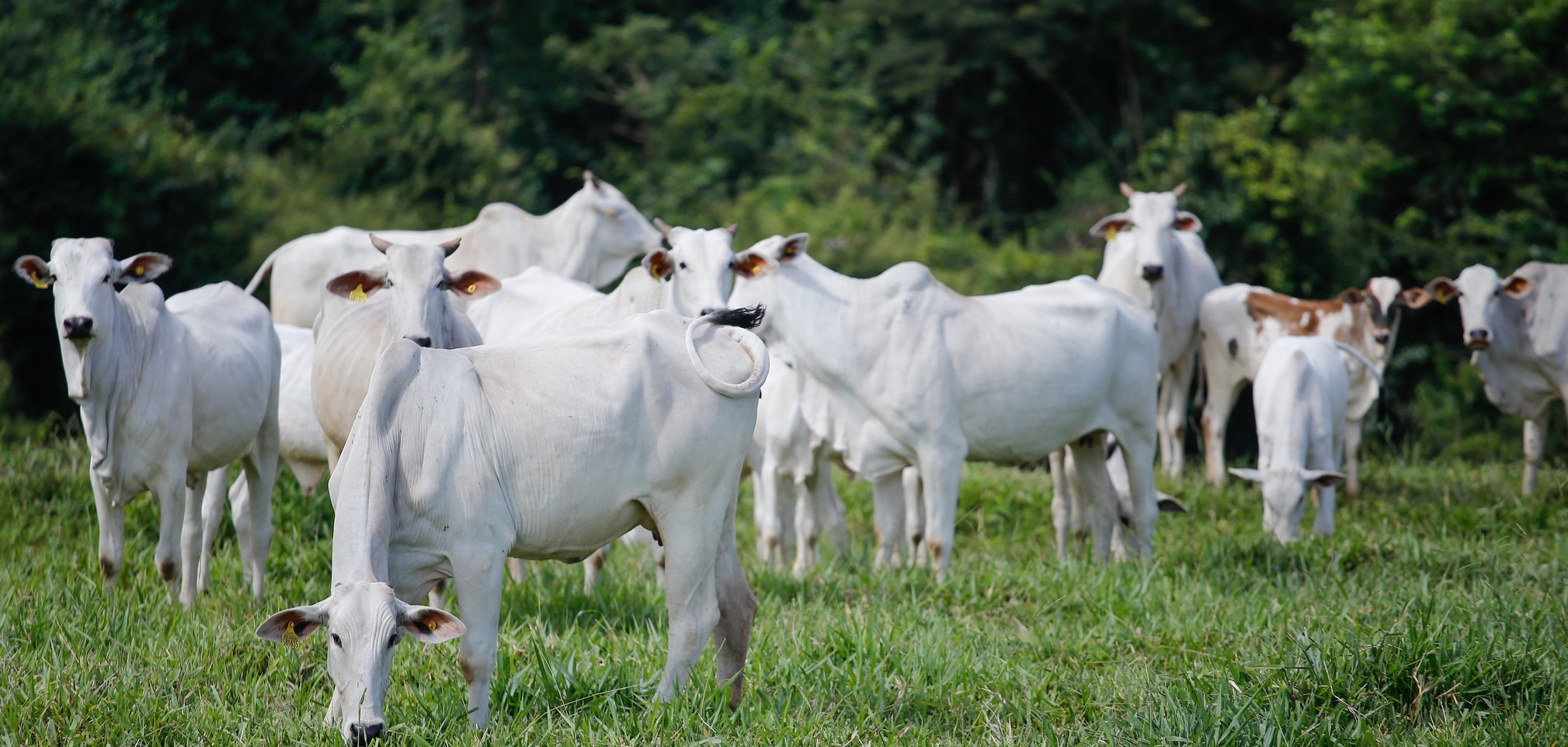 INTEGRATION BETWEEN LIVESTOCK FARMING AND FOOD PROCESSING IN BRASIL