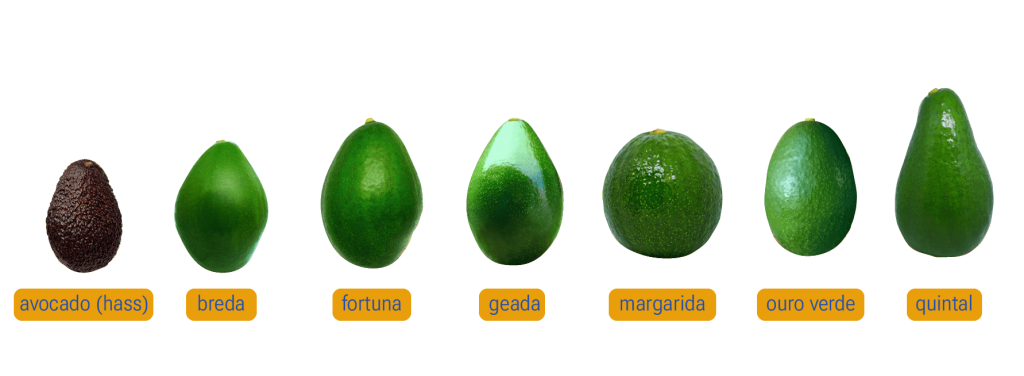 Avocado types deals