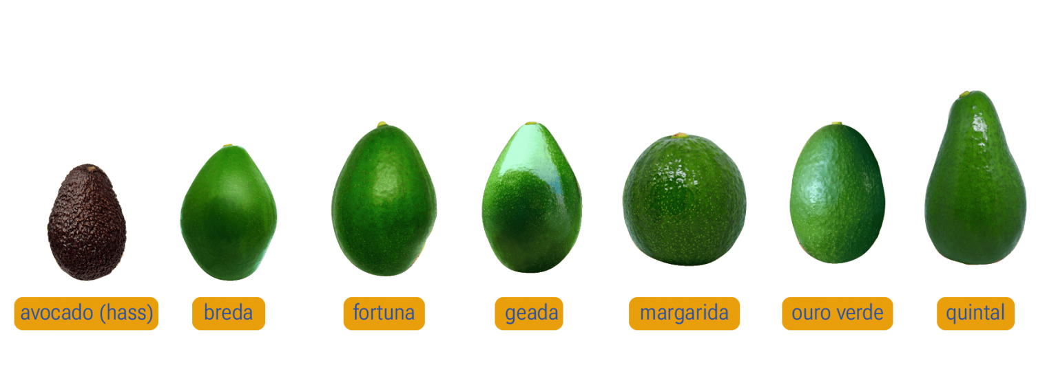 7 kinds of Brazilian avocado you should know about Brazilian Farmers