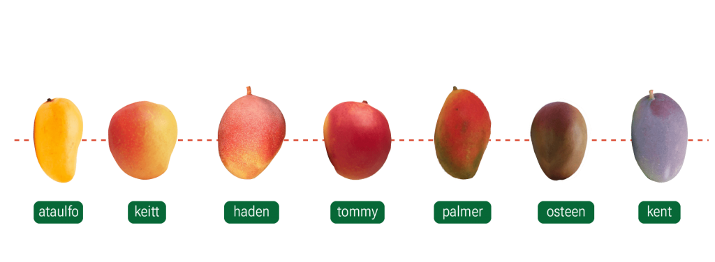 Mango Varieties - Types of Mangoes