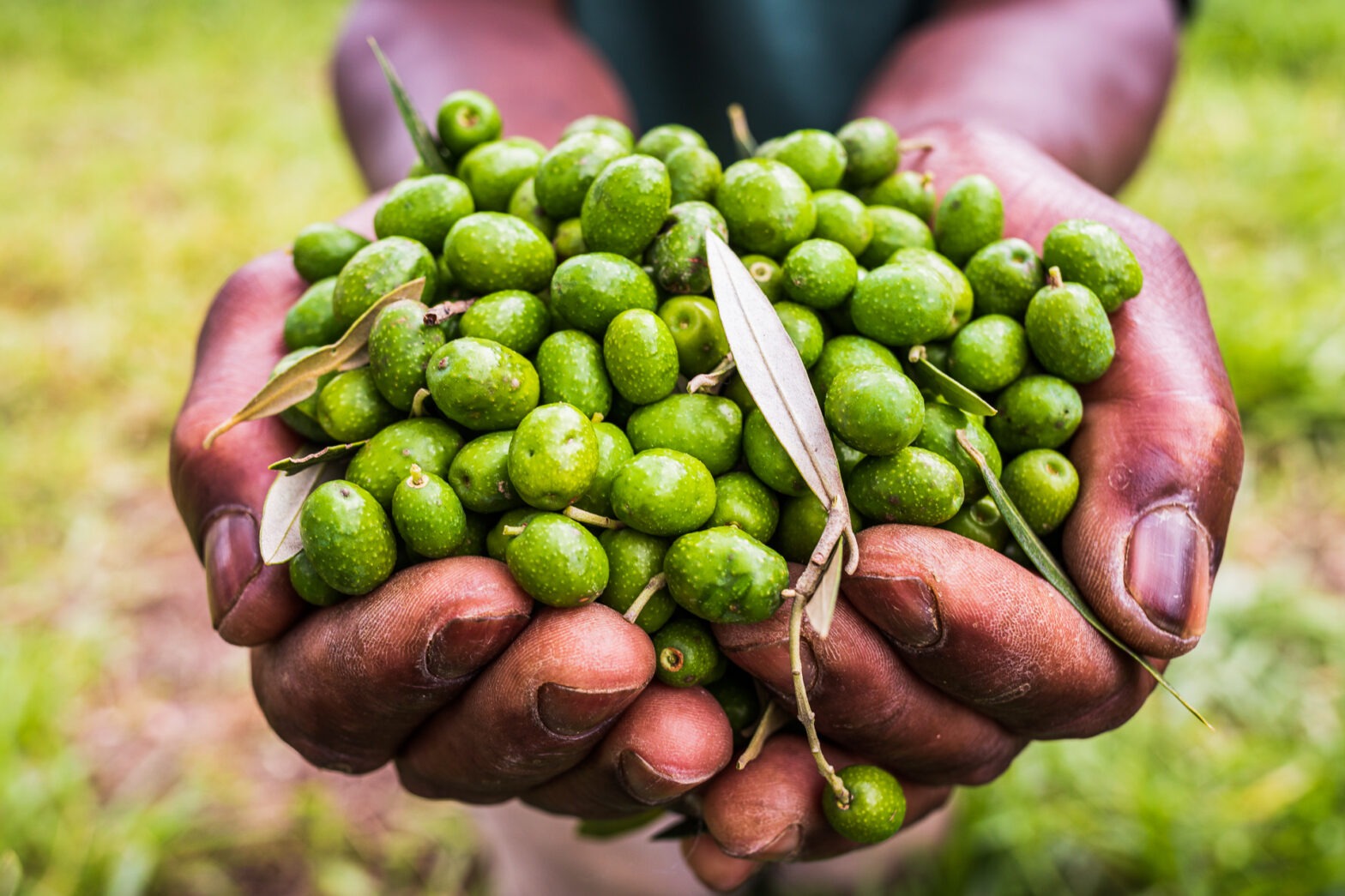 Brazilian olive oil is fresh and delicious Brazilian Farmers
