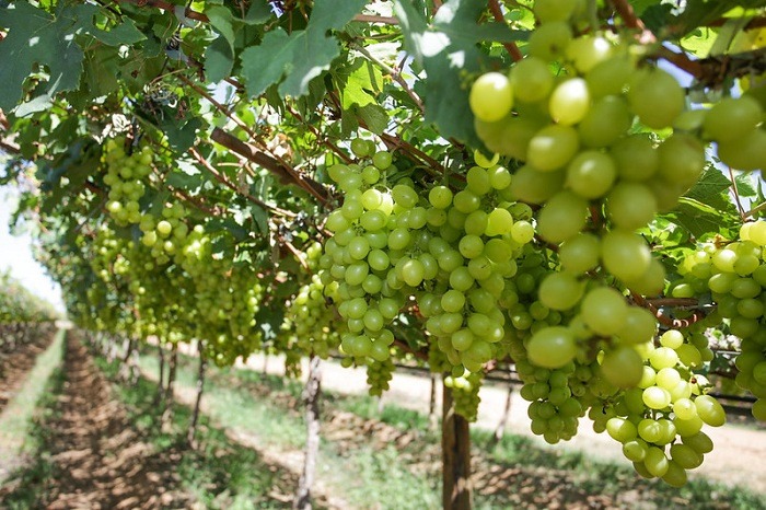 brazilian-grapes-are-ready-to-conquer-the-world-brazilian-farmers