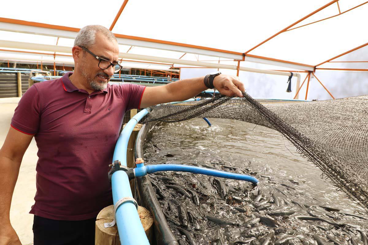Innovation promotes sustainable and productive fish farming in Brazil