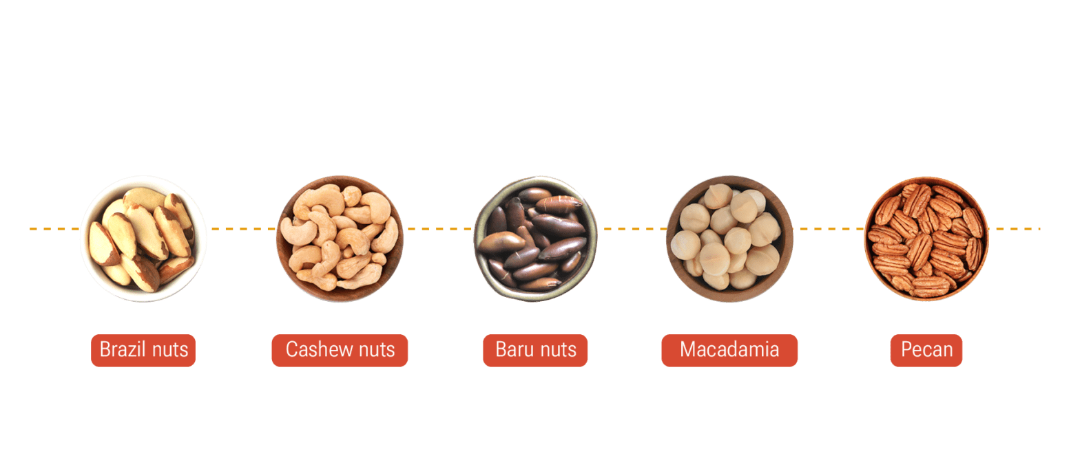 Full of nutrients and flavor, brazilian nuts are highly appreciated all over the world