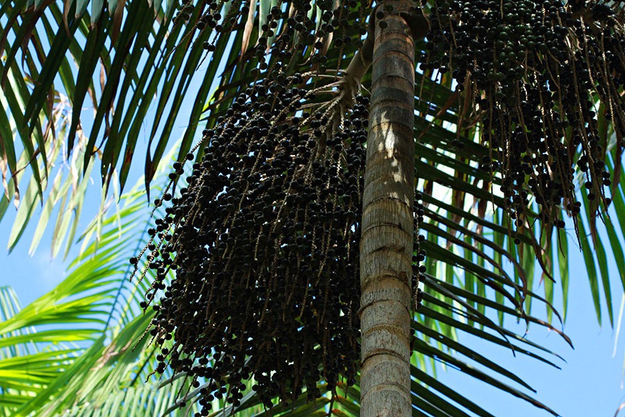 Forest conservation multiplies açaí productivity, study shows ...