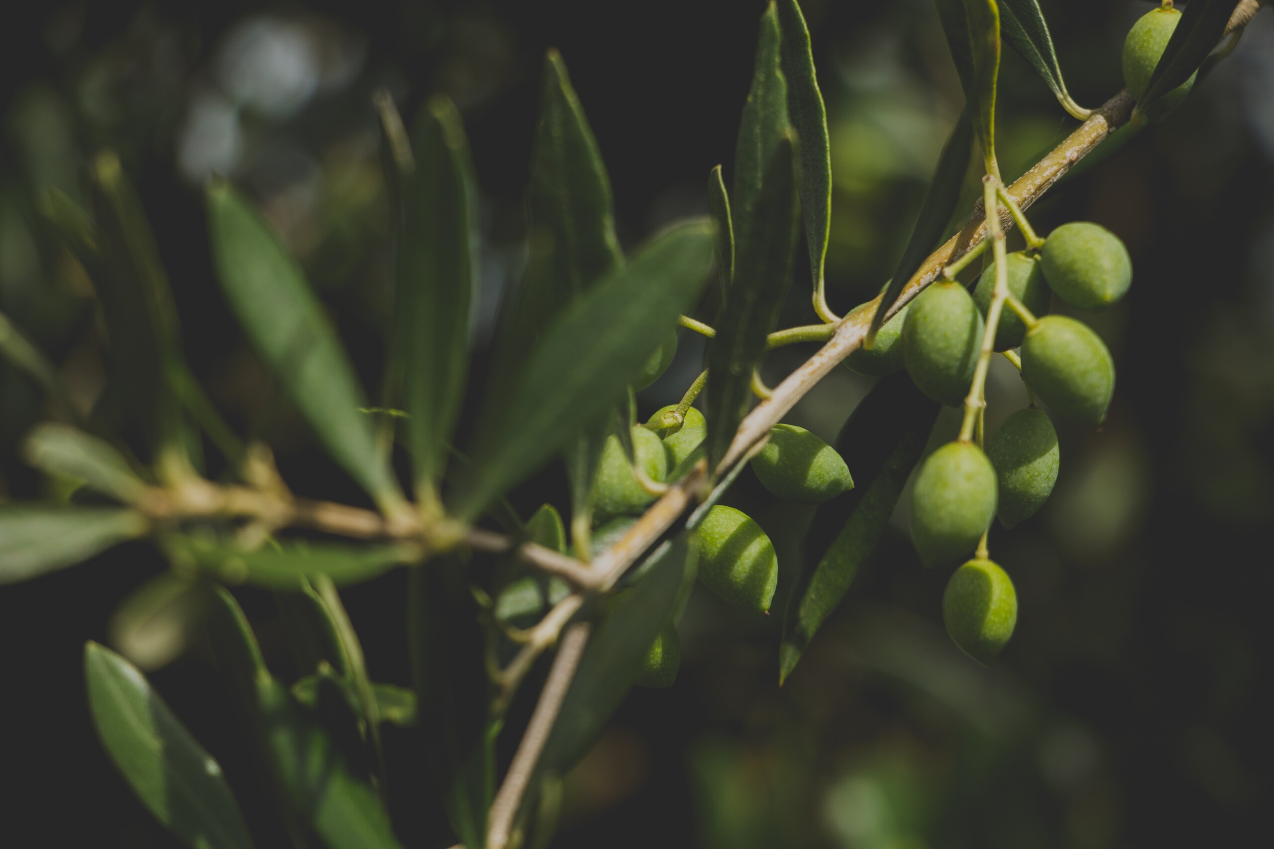 Brazilian Olive Oil: A Culinary Tradition Rooted in Global Excellence 