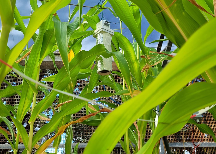 Artificial Intelligence in Agriculture Leaf Monitoring Helps Brazilian