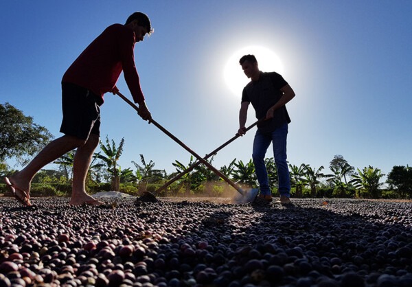 Photo by Enrique Alves - Embrapa