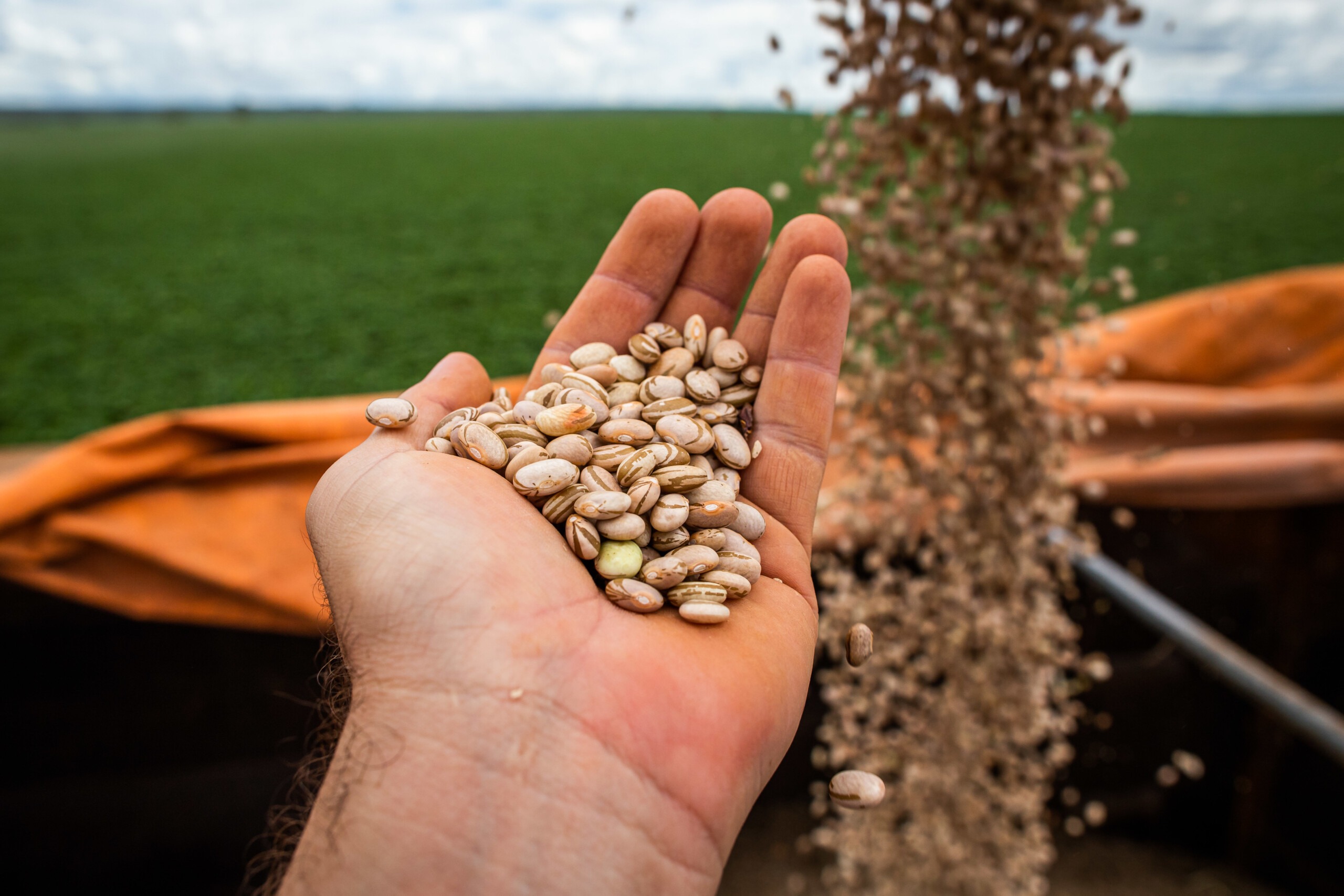 Zoom in on Brazilian Pulses Zoom in on Brazilian Pulses