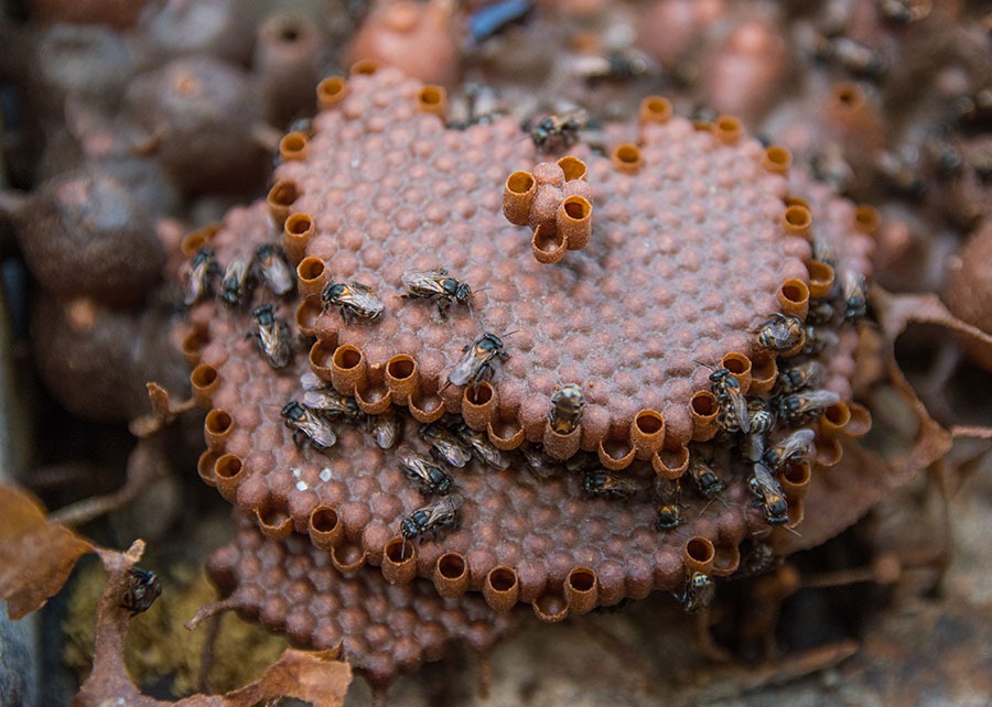 The Brazil of Bees: Flavor, Knowledge, and Natural Innovation The Brazil of Bees: Flavor, Knowledge, and Natural Innovation
